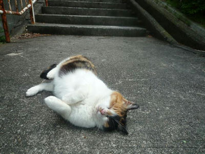 ごろんみけりん