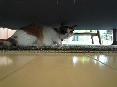 hime-5