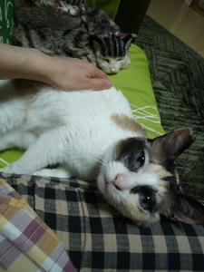 hime2