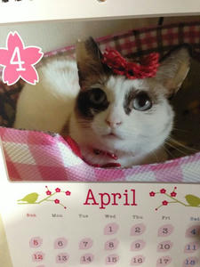 calendar3