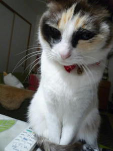 hime6