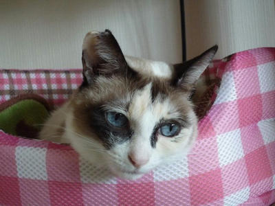 hime