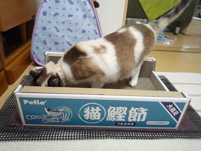 つめとぎチェック中１