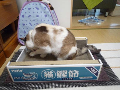 つめとぎでお手入れ