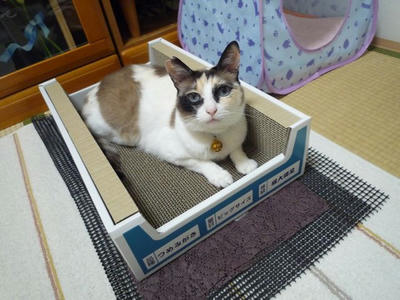 つめとぎでくつろぐ