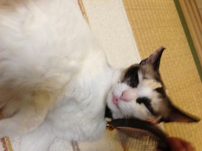 ひめ３