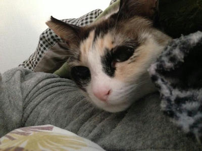 ひめりん