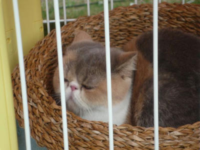 アリスちゃん