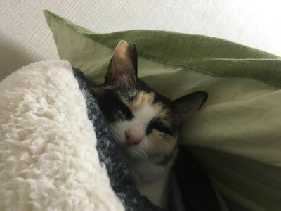 ひめりん