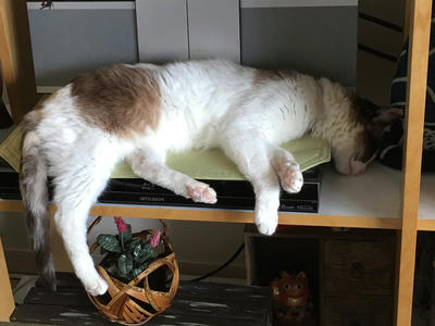 ねおち