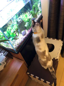 ひめりん