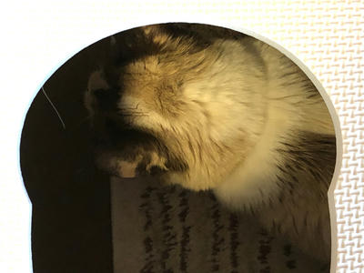ひめりん