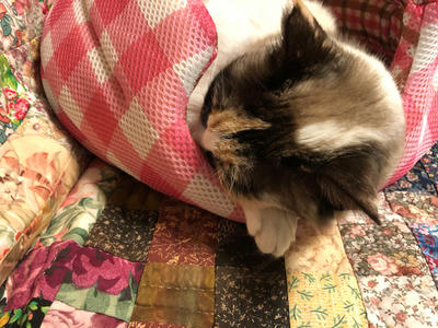 ひめりん
