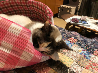 ひめりん
