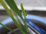 2008_0921Qune0063.JPG