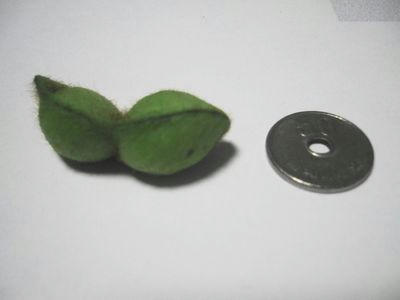 枝豆