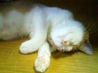 tono2.jpg