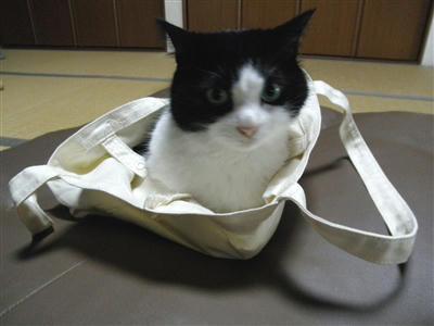 kojiro3.jpg