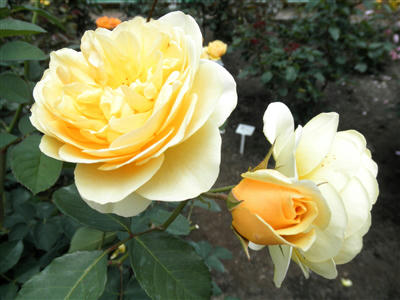 110611a.jpg