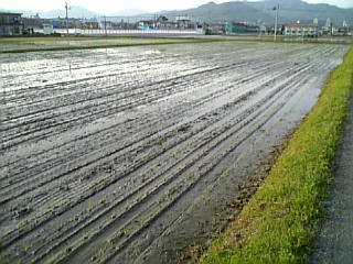 田植え