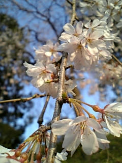 桜