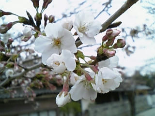 錦帯橋の桜