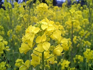 菜の花
