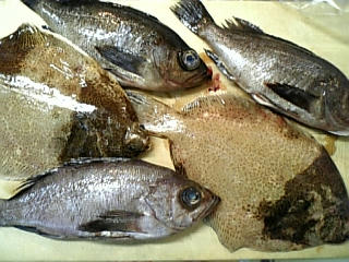 瀬戸内の魚