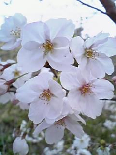 桜