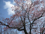 嵐山の桜