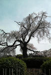 円山公園・枝垂桜