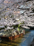 桜：木屋町御池上ル