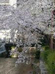 桜・木屋町三条上ル