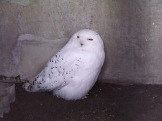 DSCF2324.jpg