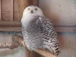 DSCF2326.jpg