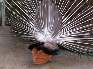 DSCF2340.jpg