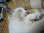 癒し４