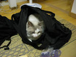 鞄猫