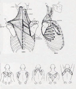 anatomy006.jpg