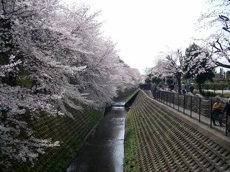 sakura