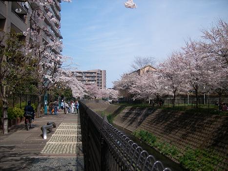 sakura