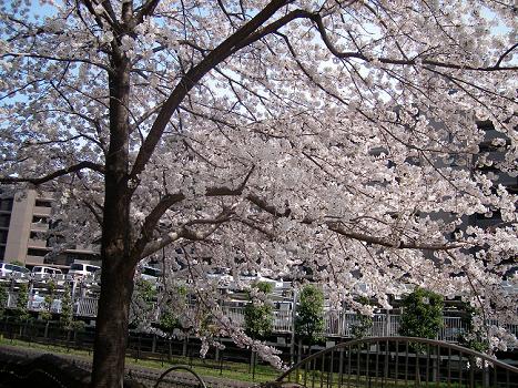 sakura