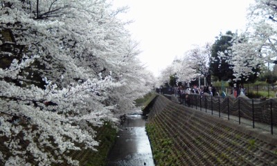 sakura