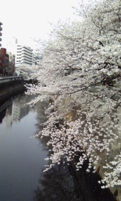 sakura