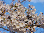 DSC03650_R.JPG