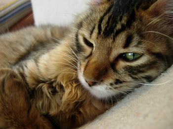 2007.06.16-hadu03