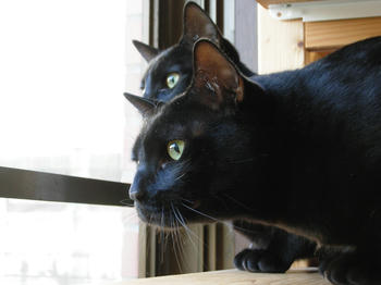 幸運の黒猫