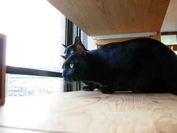 黒猫王国