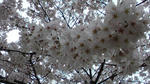 SN3D0455.JPG