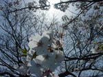 大村公園で花見
